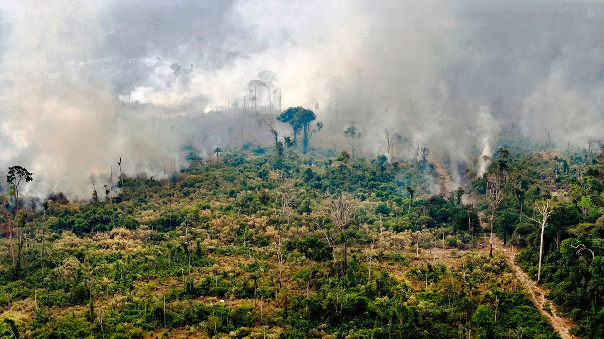 Parts of the Amazon rainforest are emitting more carbon dioxide than they absorb. Here's what that means
