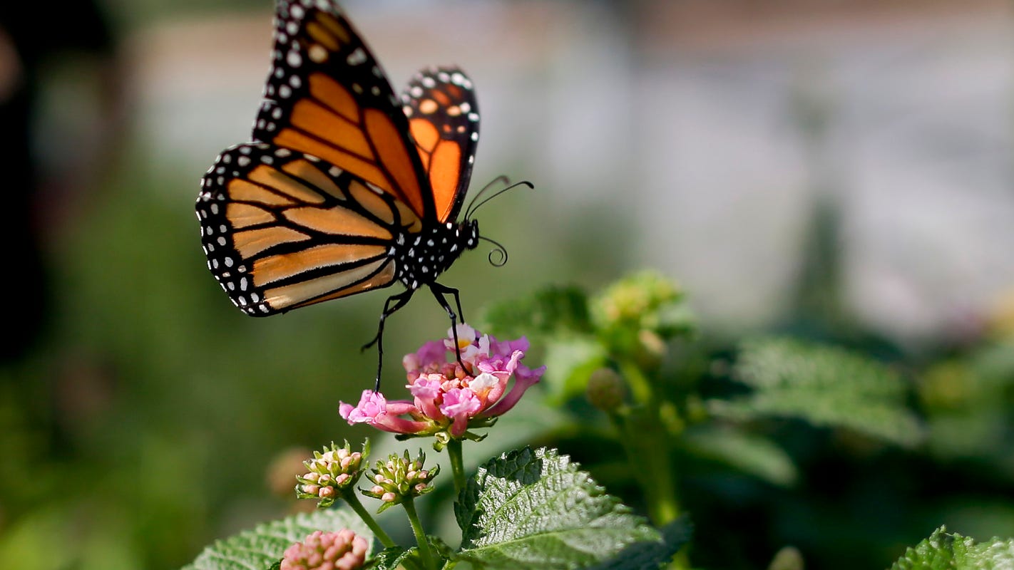 Monarch butterfly population at critically low levels in California