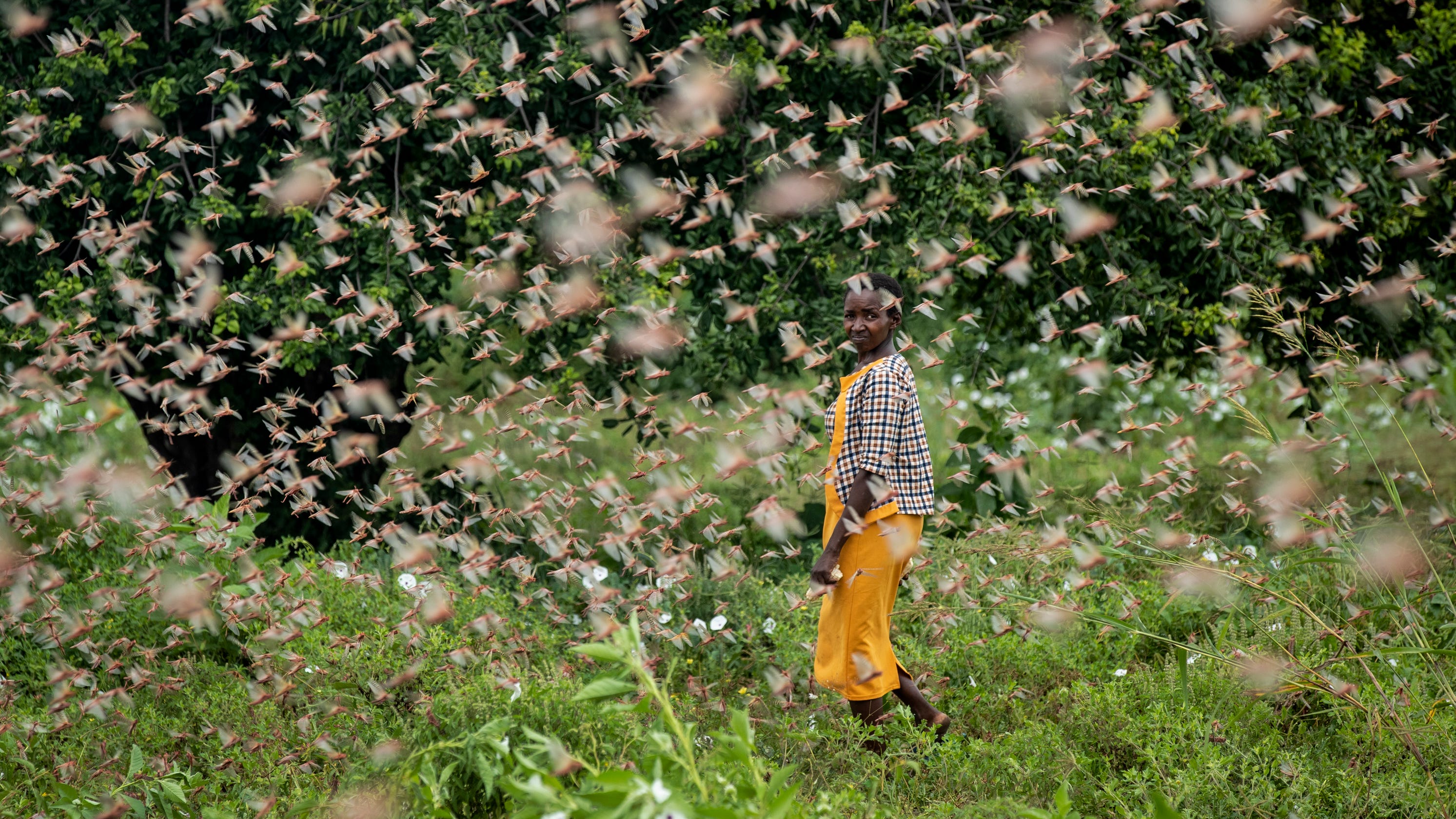 Millions of locusts are swarming in Kenya. These striking photos show just how bad the outbreak is