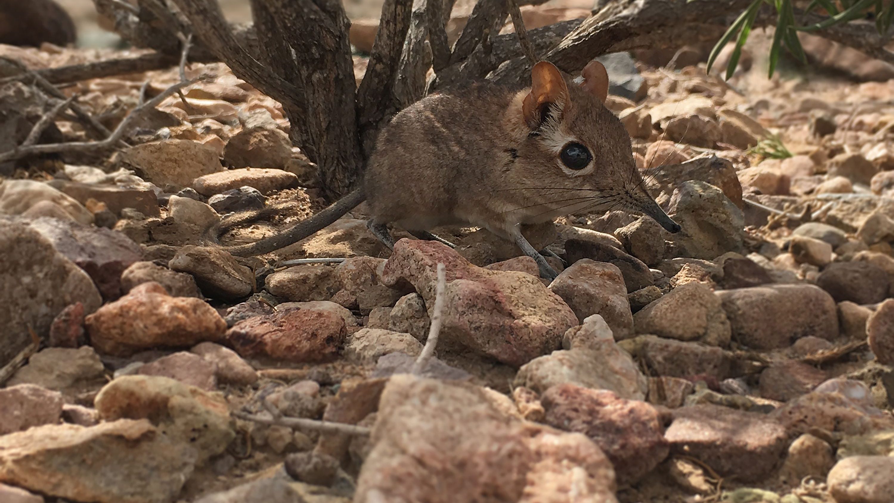 Missing for over 50 years: Long-lost elephant shrew resurfaces in Africa