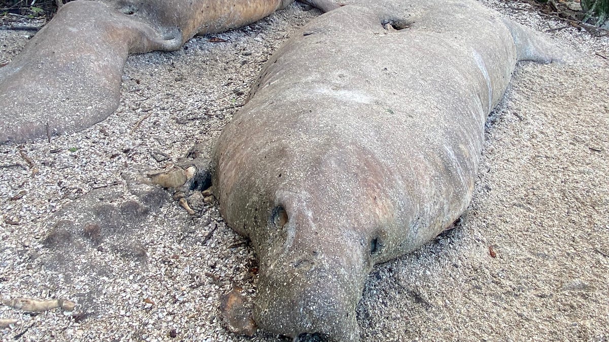 As record Florida manatee deaths climb, state and feds prepare for another deadly winter