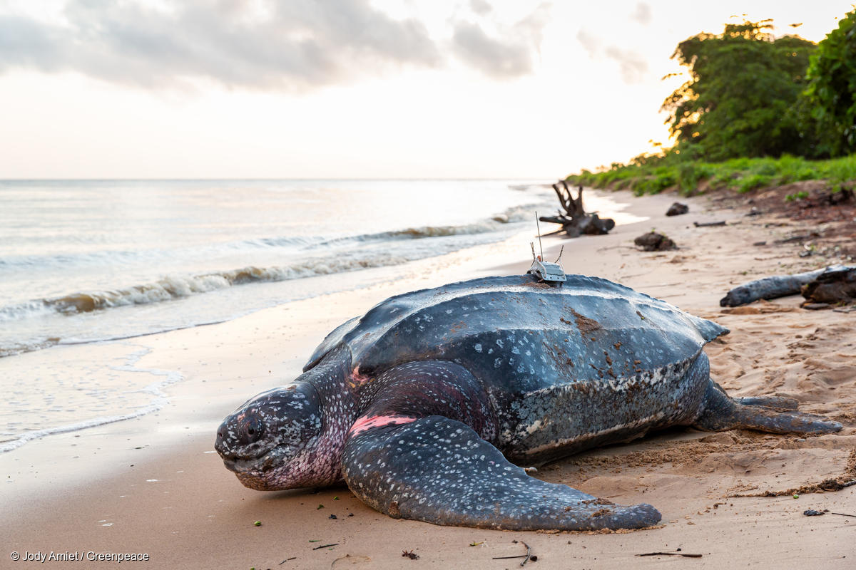 NZ’s inaction on turtle bycatch in fisheries risks reputational damage – and it’s pushing leatherbacks closer to extinction