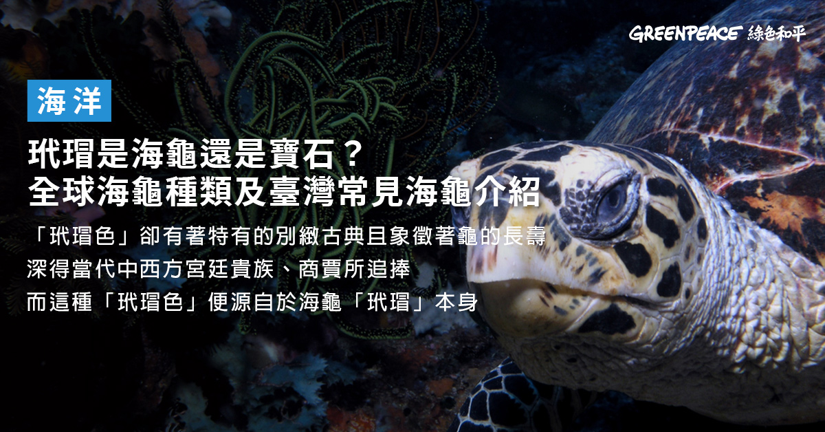 玳瑁是海龜還是寶石？全球海龜種類及臺灣常見海龜介紹