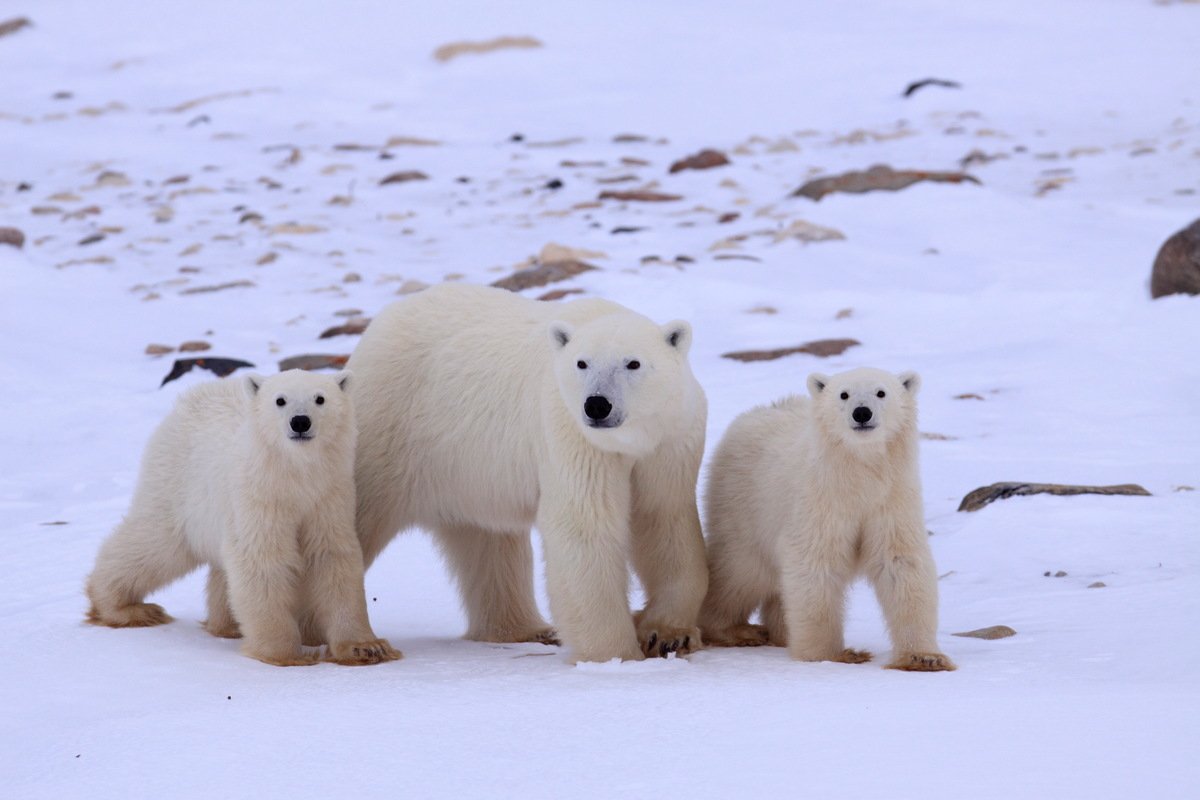 北極不只有北極熊，還有這些夢幻動物，你都認識嗎？