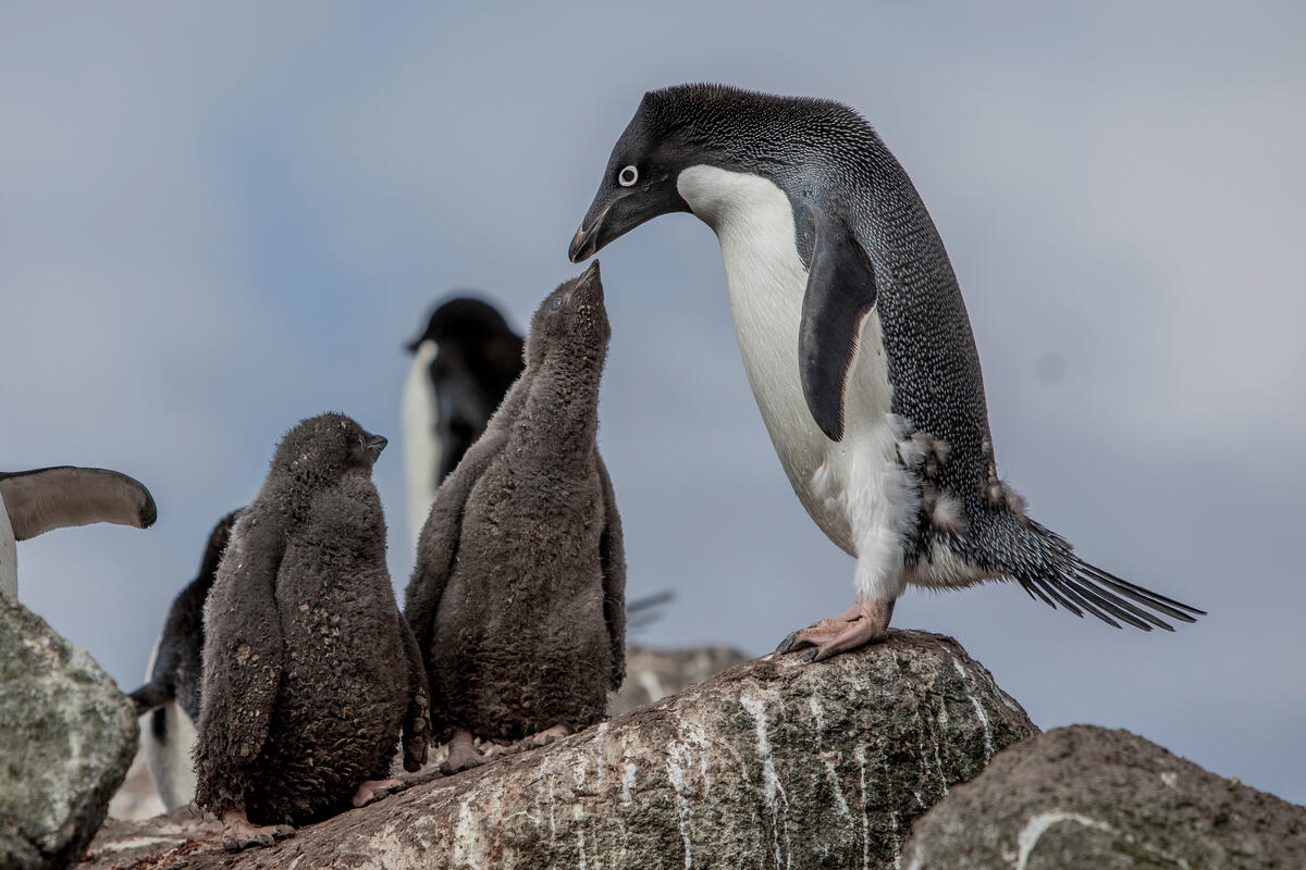 南極暖化中，為企鵝留住「氣候避難所」，保護海洋不能再等了！