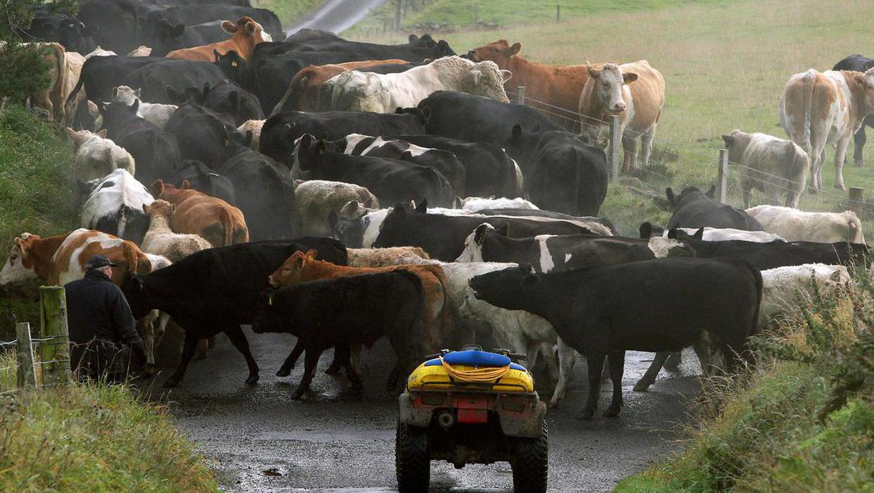 Cuts to cattle numbers would hit rural economy, wipe billions of agri output and lead to thousands of job losses