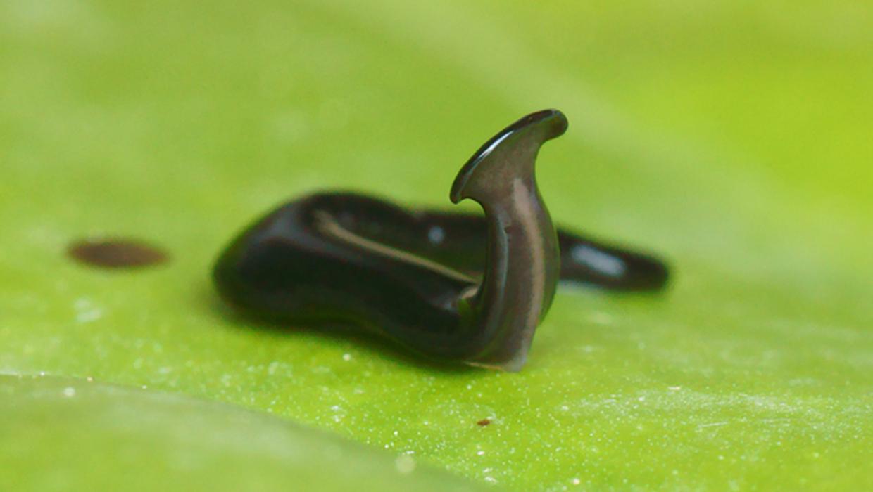 Alien hammer-head flatworm threatening nature’s biodiversity is named after pandemic