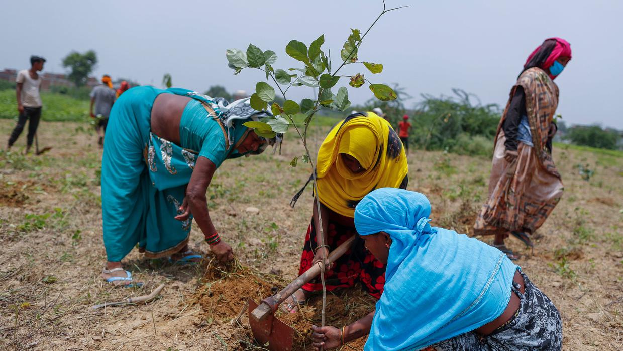 India planting 250m saplings in fight against carbon emissions
