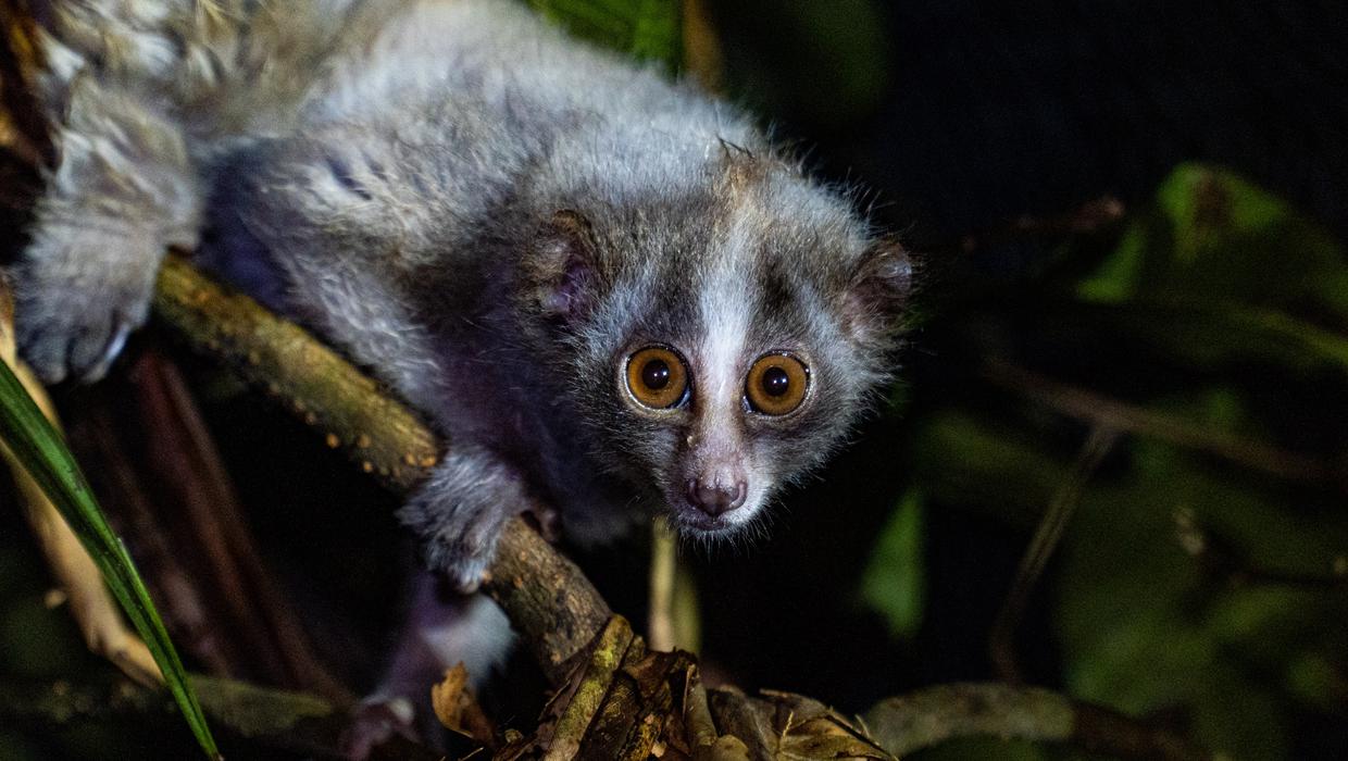 Slow lorises rescued from illegal pet trade released into wild