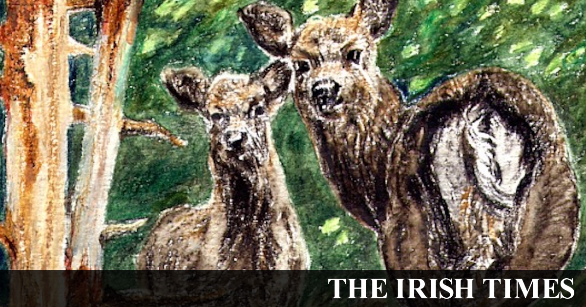 Another Life: Ireland’s growing deer population poses many challenges