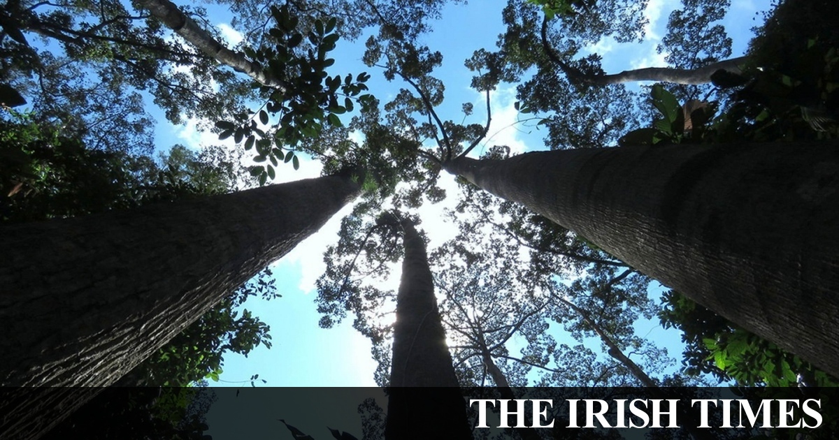 Nearly one third of world’s tree species at risk of extinction, report warns
