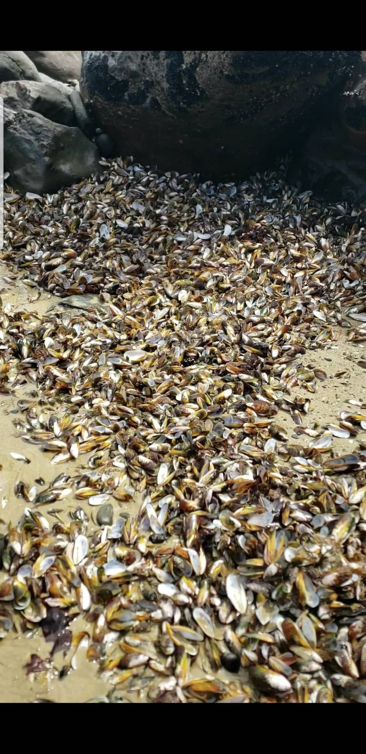 No evidence of toxins in Northland mass mussel deaths