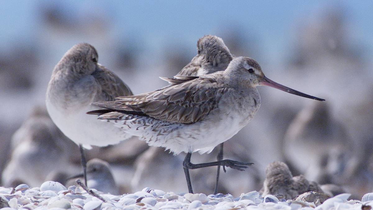 Godwits can teach us a thing or two about resilience, says Miranda Shorebird Centre chief