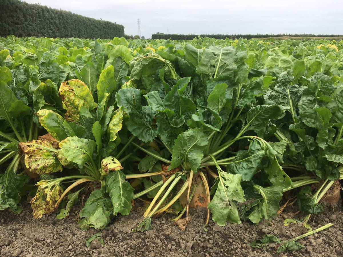 Fodder beet yield unaffected by significant reductions in fertiliser - Research