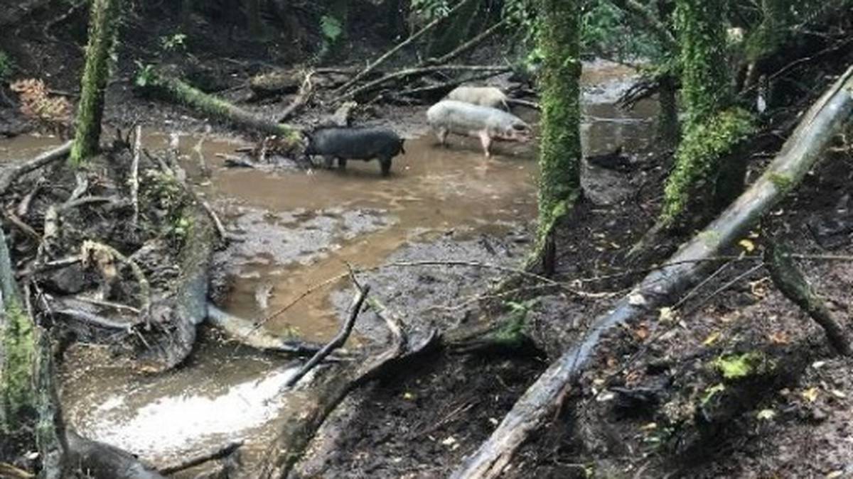 Rotorua company fined $27K for allowing pig effluent, carcasses to flow into Lake Rotorua