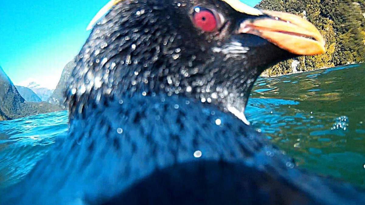 Rare tawaki penguin delights researchers with a selfie in Milford Sound