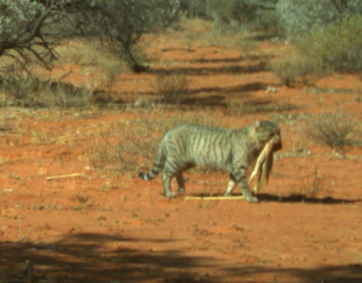 Huge feral cat catches goanna in Australian desert