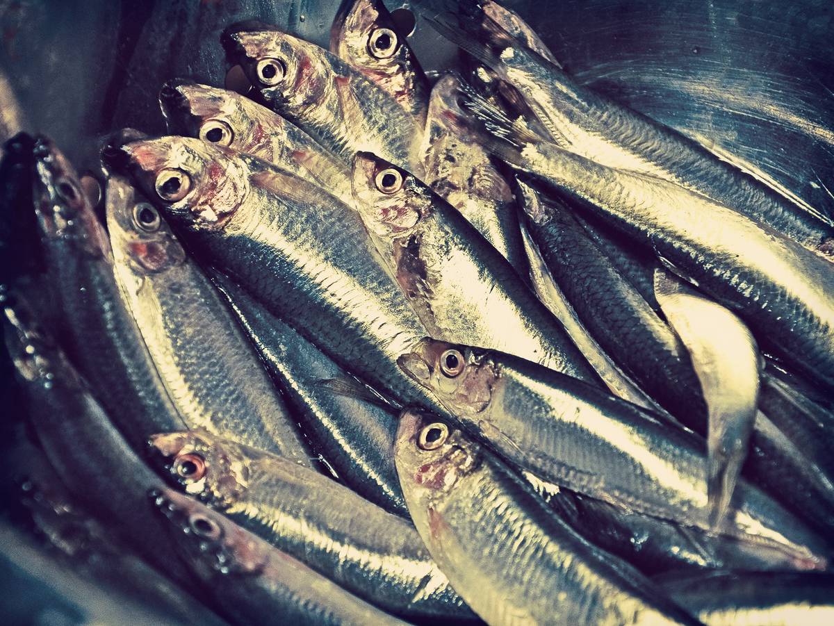 Sustainable seafood could help feed the world in 2050