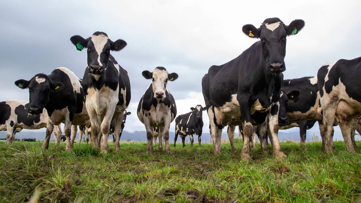 What dairy farming is doing to New Zealand's water