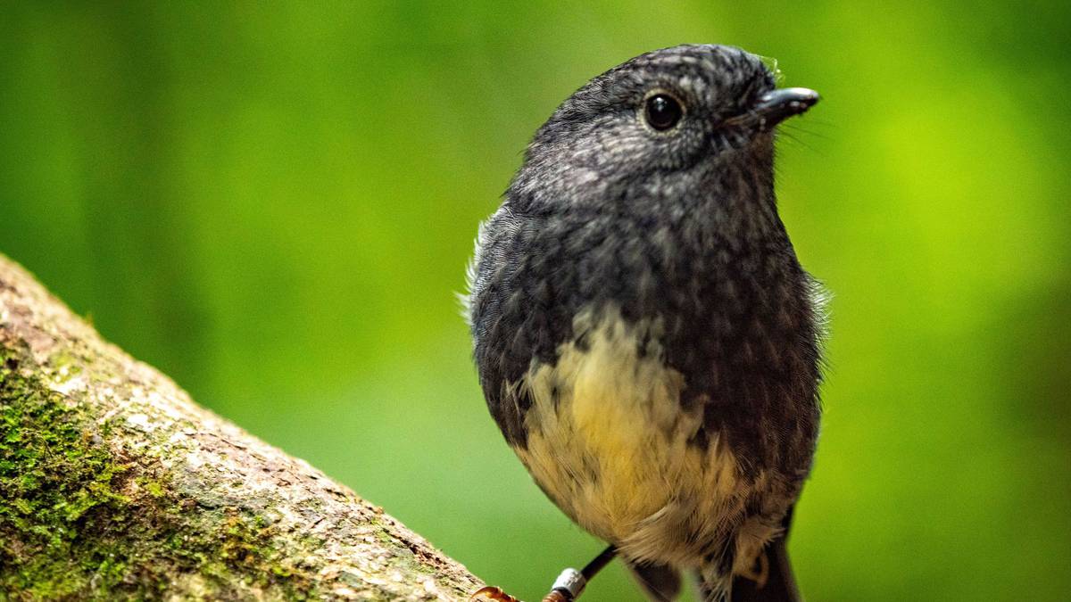 Forty North Island robins released into Turitea Reserve near Palmerston North