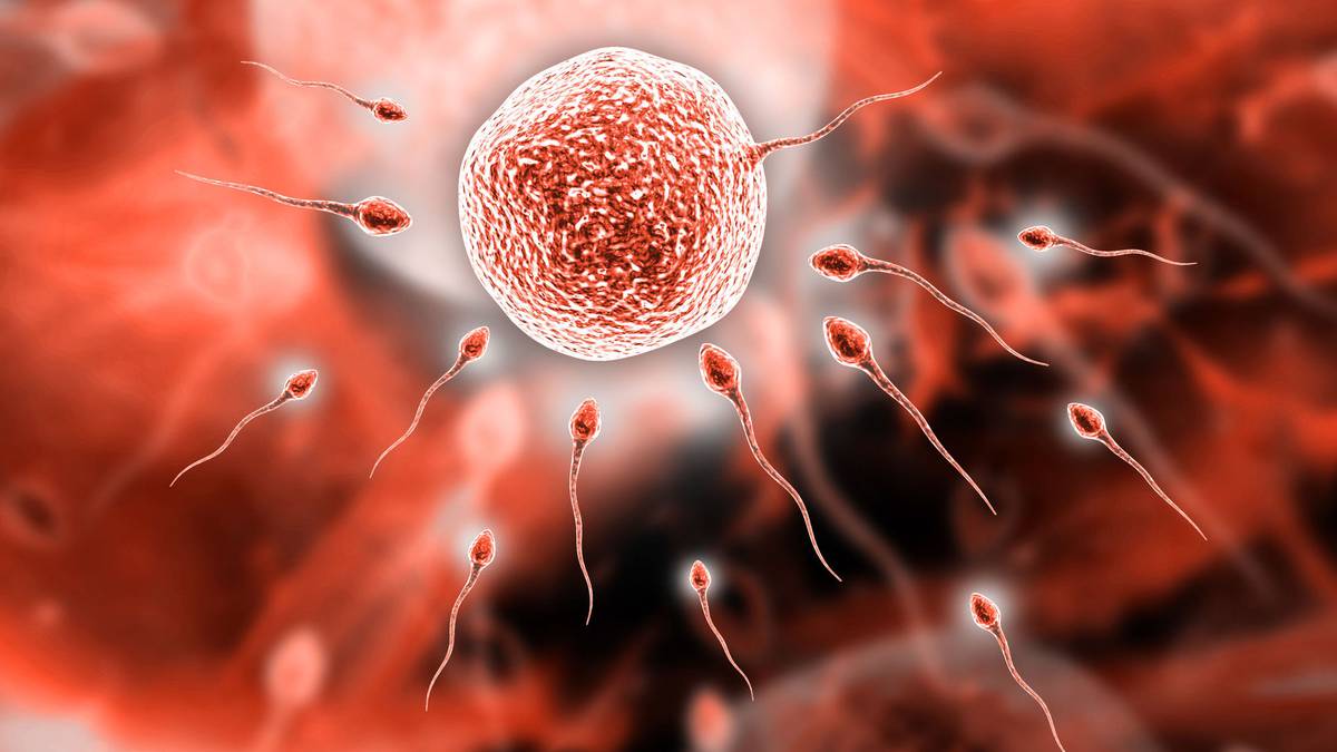 The Conversation: How everyday chemicals are destroying sperm counts in humans and animals