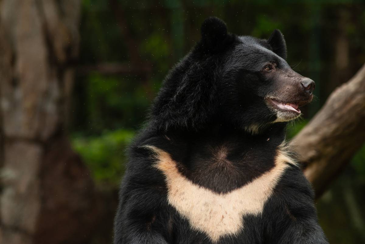 Woman charged with importing illegal bear bile crystals