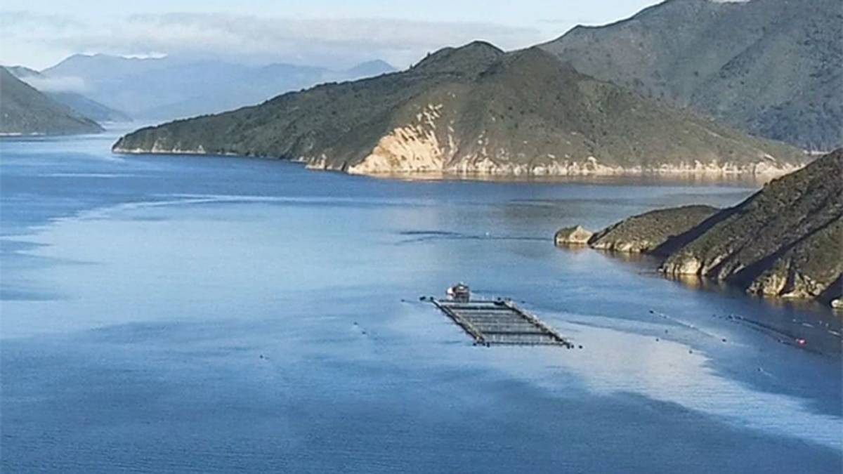 NZ King Salmon to close Pelorus Sound farms due to rising sea temperatures