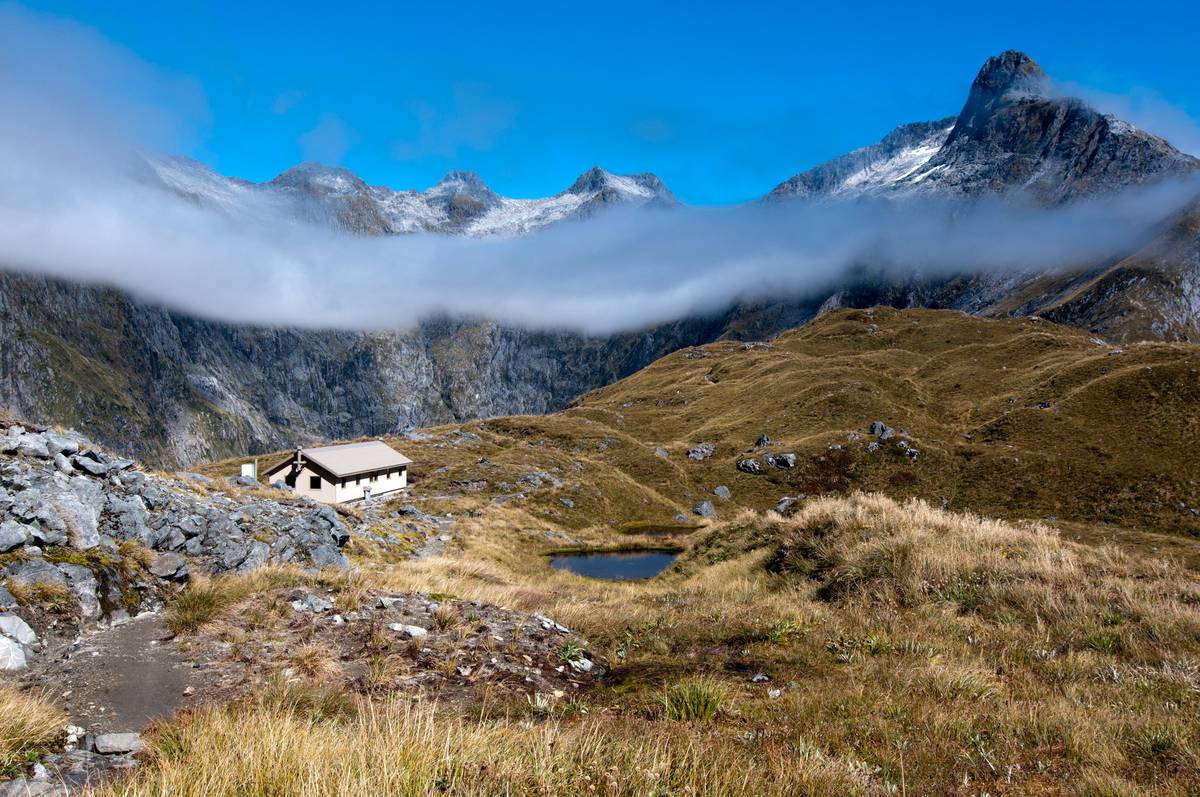 Air New Zealand and DOC 'bring back the birdsong' to NZ Great Walks