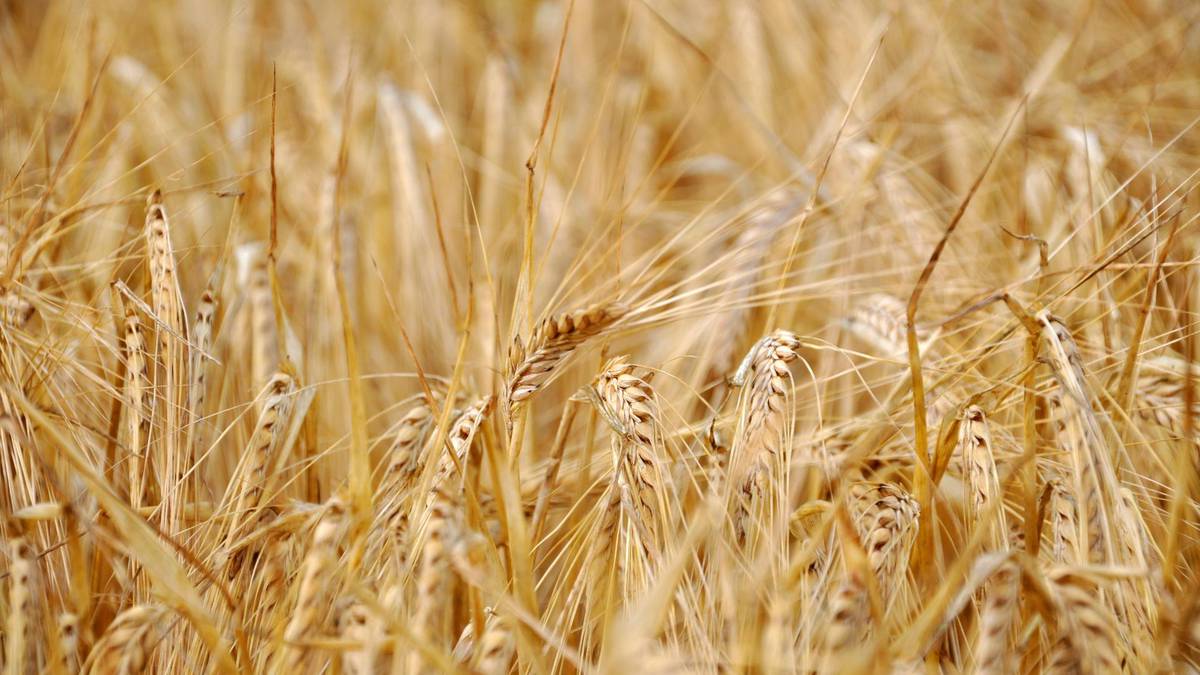 Climate change will increase crop disease risk - study