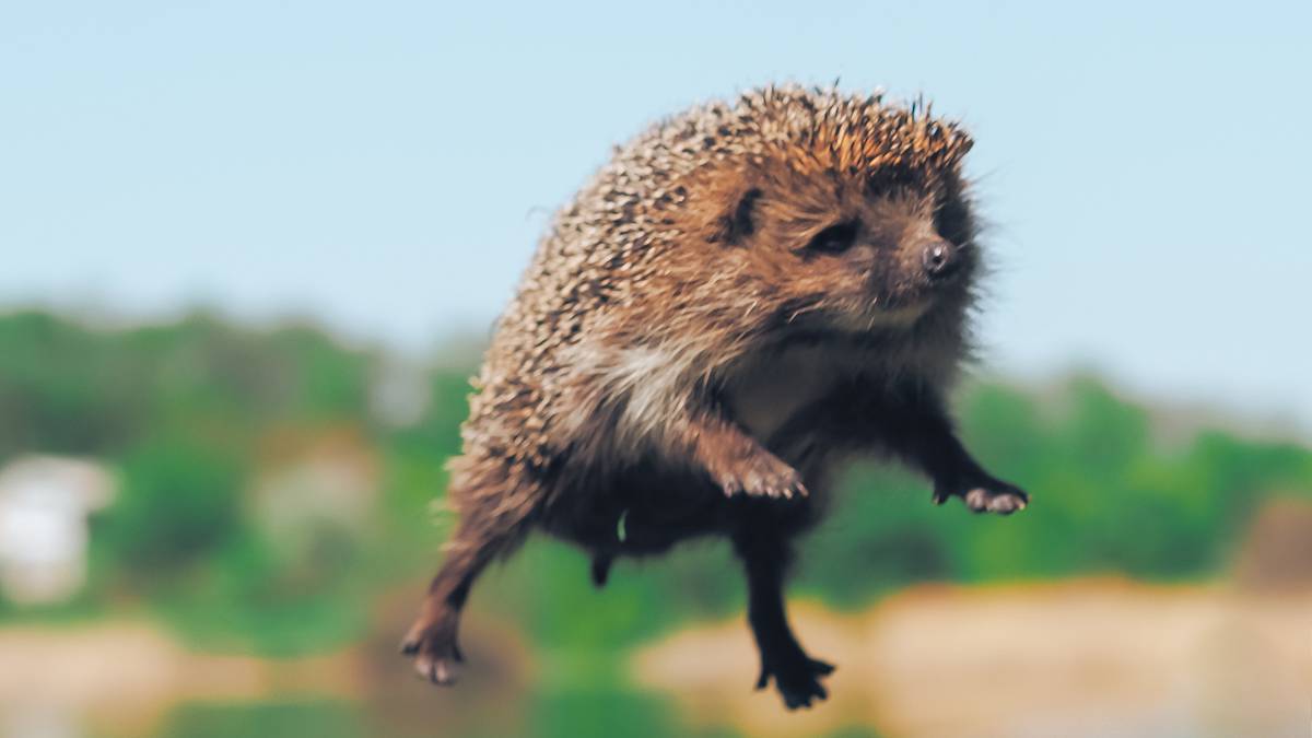 Prickly problem: Why we can't 'parachute' hedgehogs home to UK