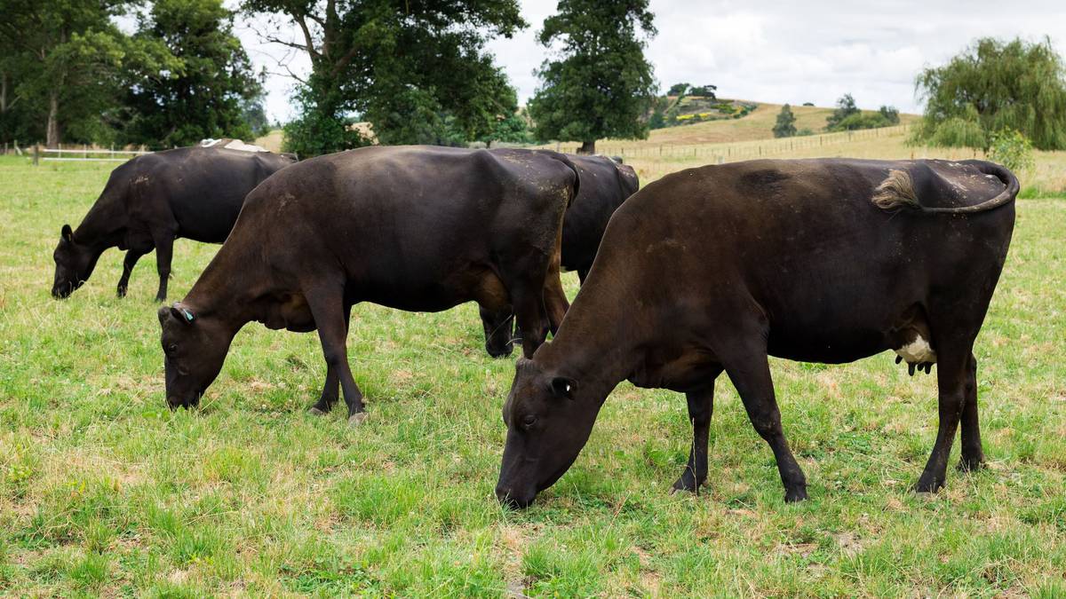 Kiwi scientists step closer to breeding more heat-tolerant cows
