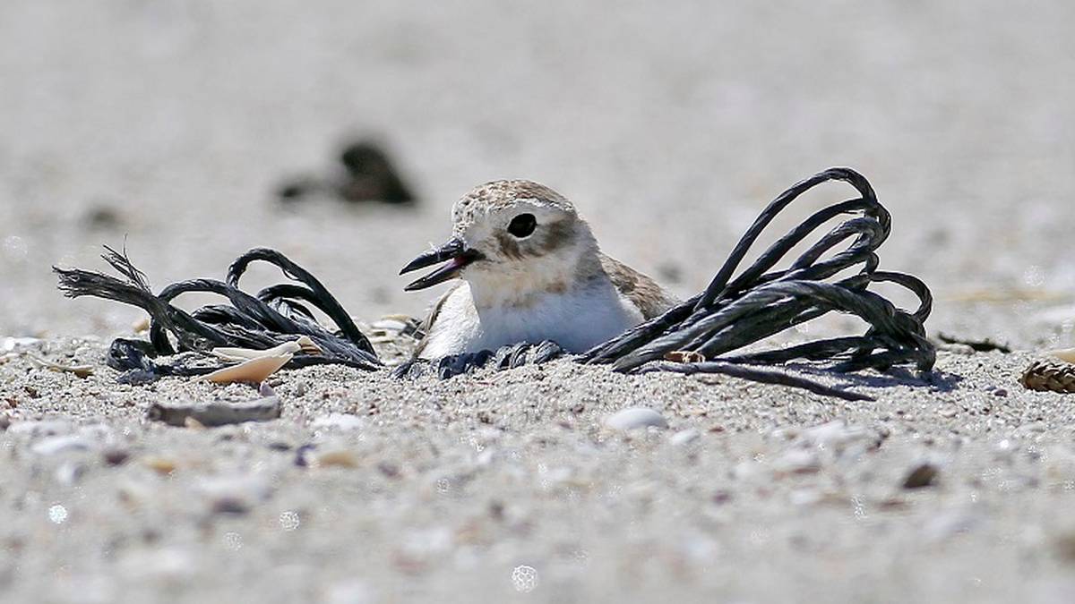 Watch out for dotterels: Tips for sharing Bay beaches with nesting shorebirds