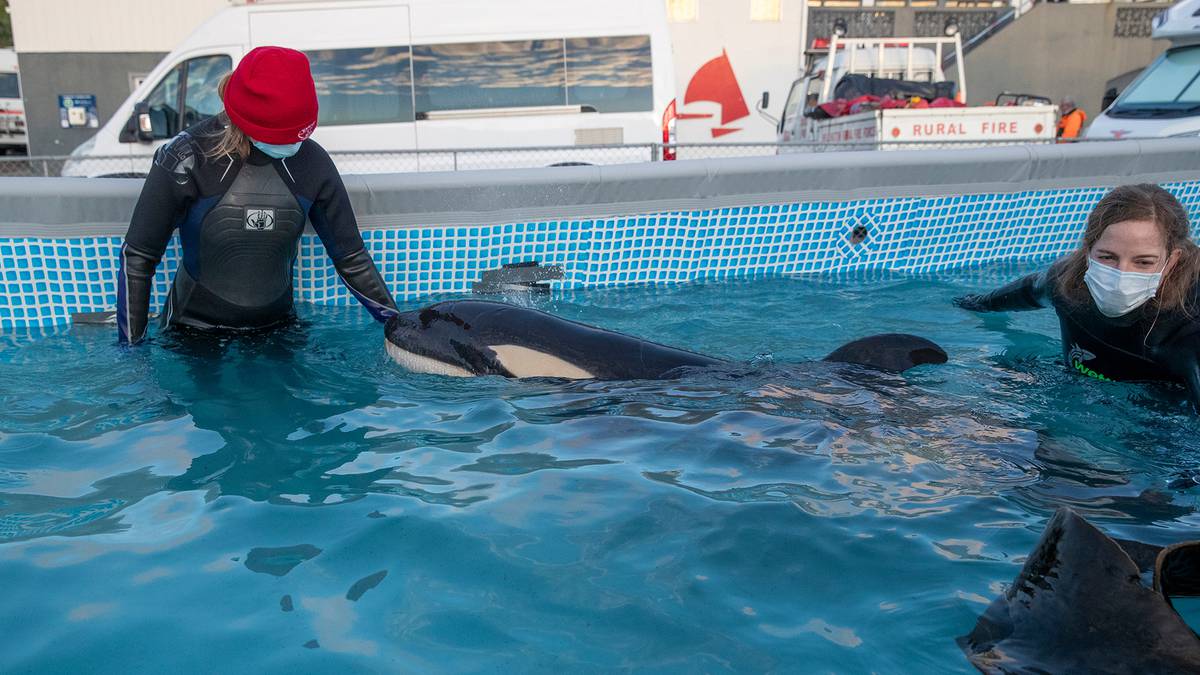 Toa the orca has now spent nine days separated from his pod but hopes remain he'll with them soon