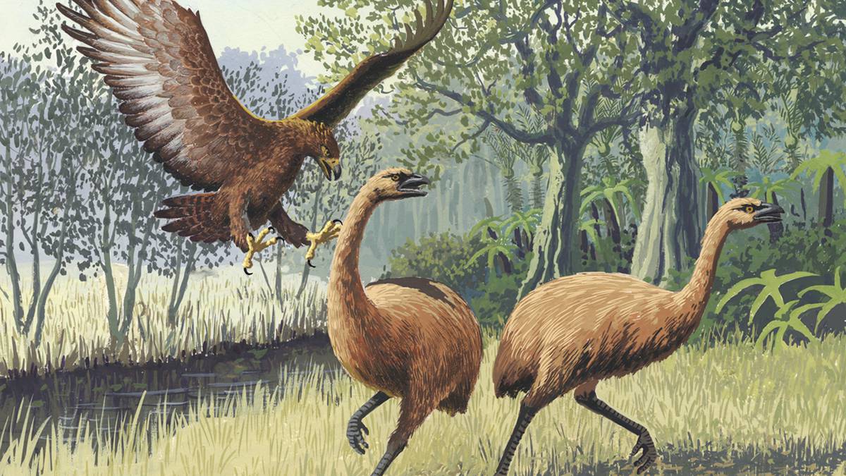 What NZ's lost moa is teaching us about climate change