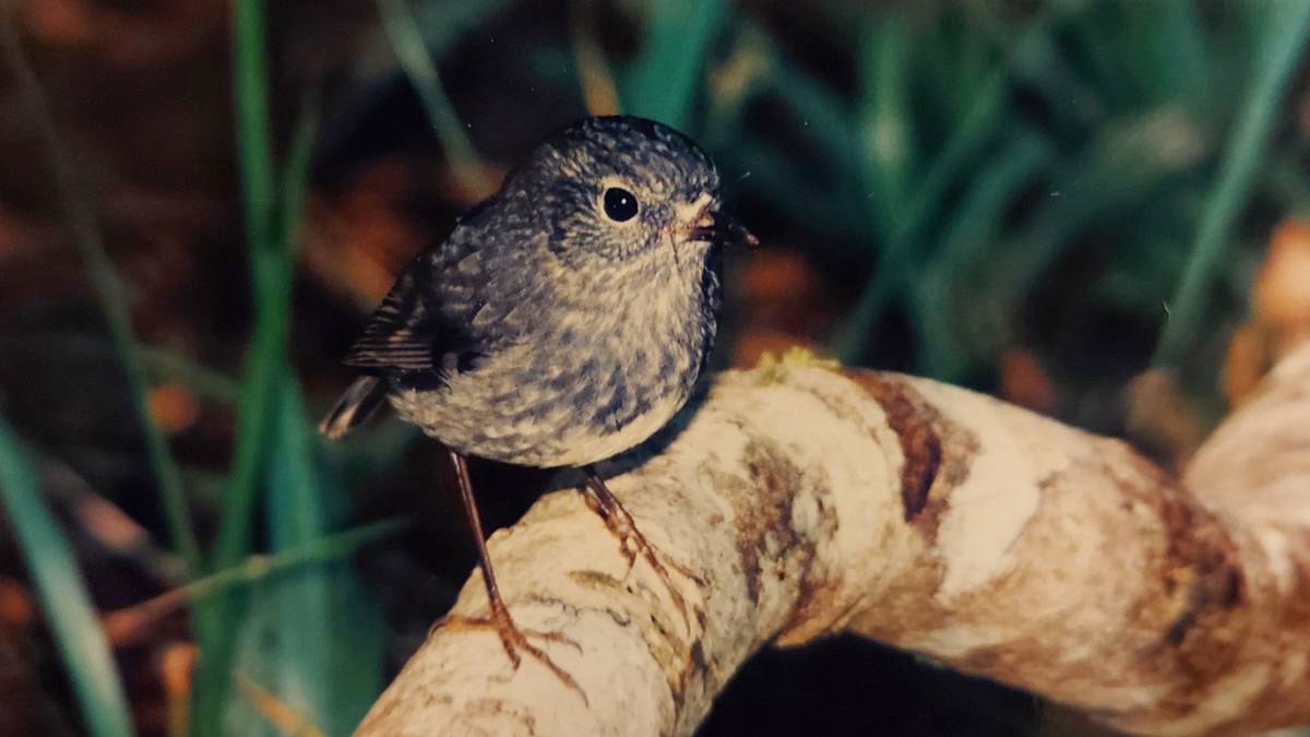 Rare robin returns to Te Puna's I'Anson Bush Reserve