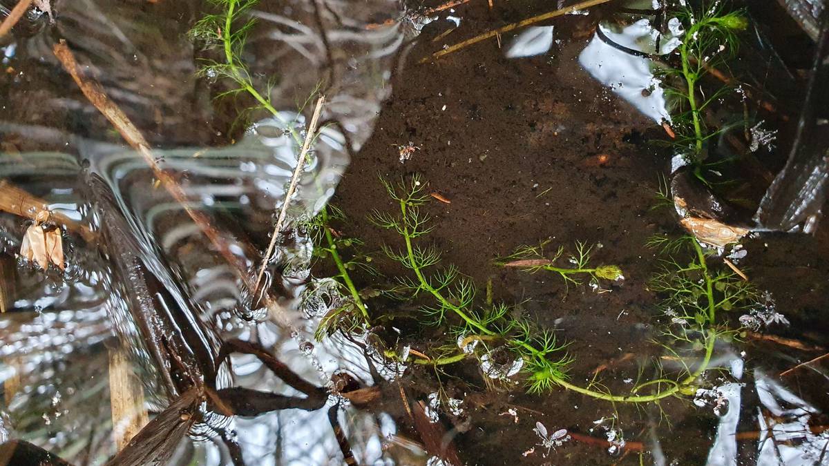 Rare plant discovered in Whangamarino wetland threatened plant survey