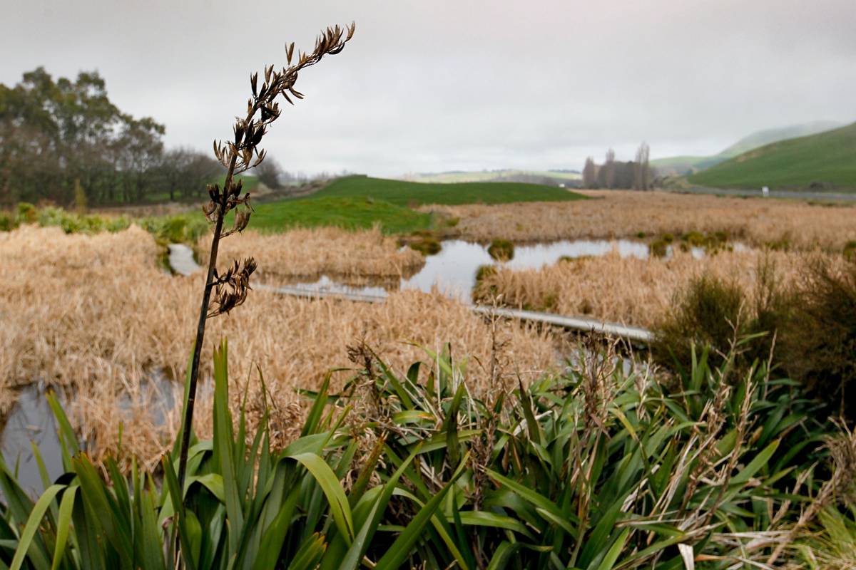 Forest & Bird calls for action over destruction of New Zealand's wetlands
