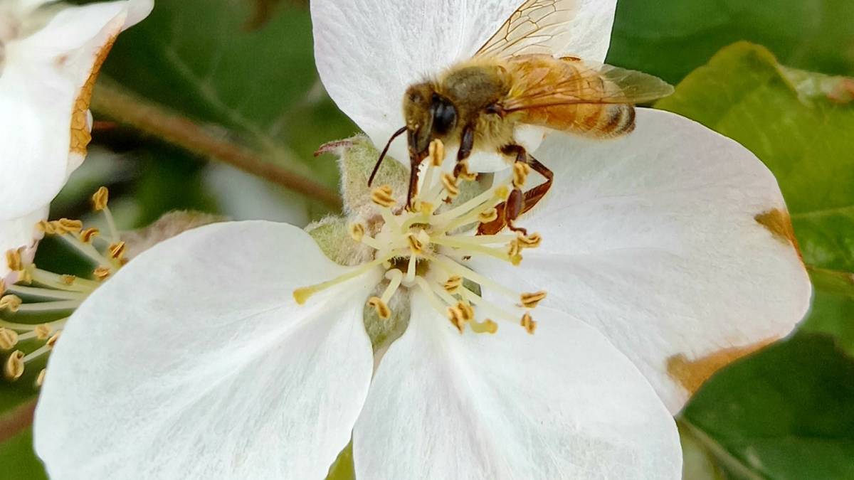 Bee Aware Month: Love bees? Plant trees