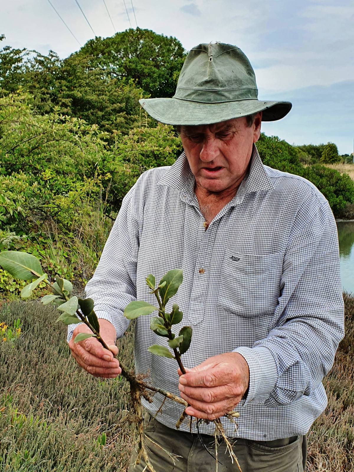 Potential for 'catastrophe': Mangroves deliberately planted in Ahuriri Estuary