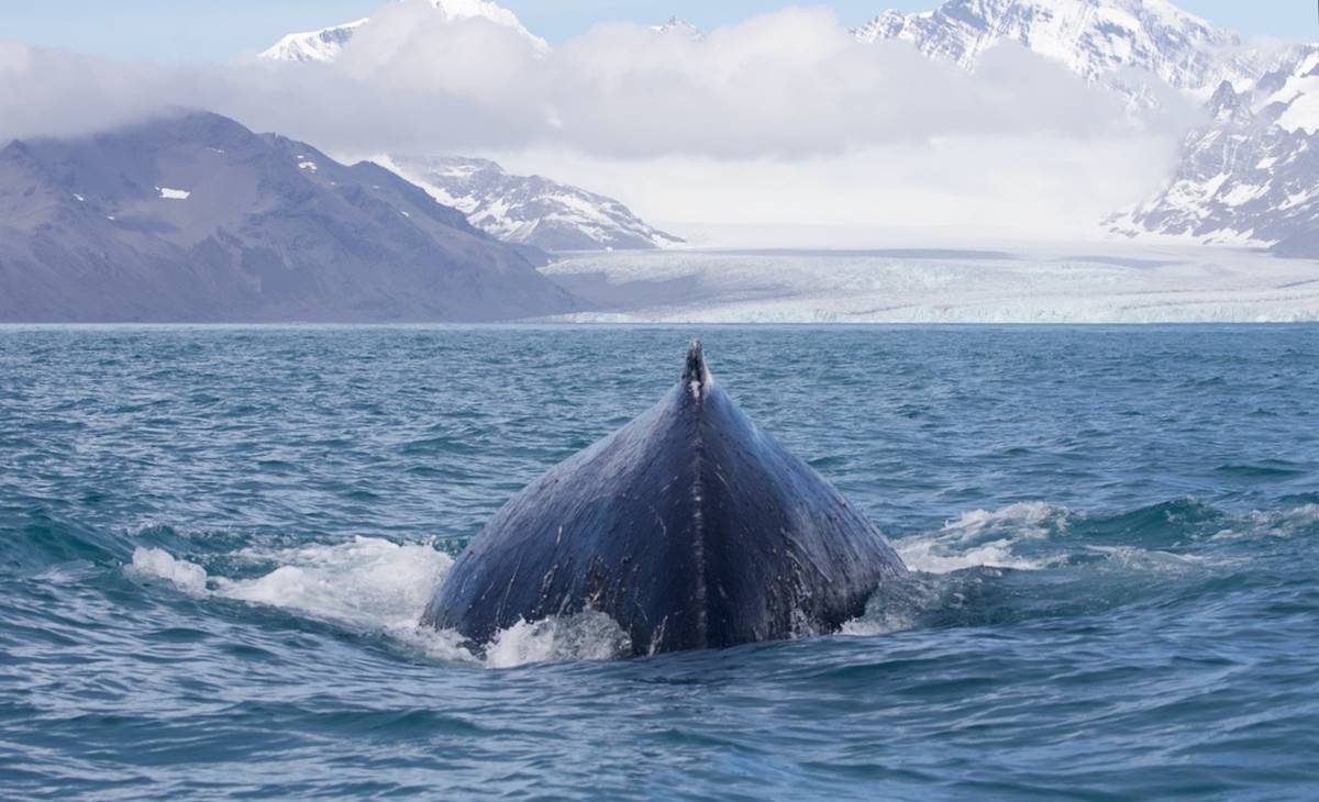 Whale-come news: Why these ocean giants are on the rebound