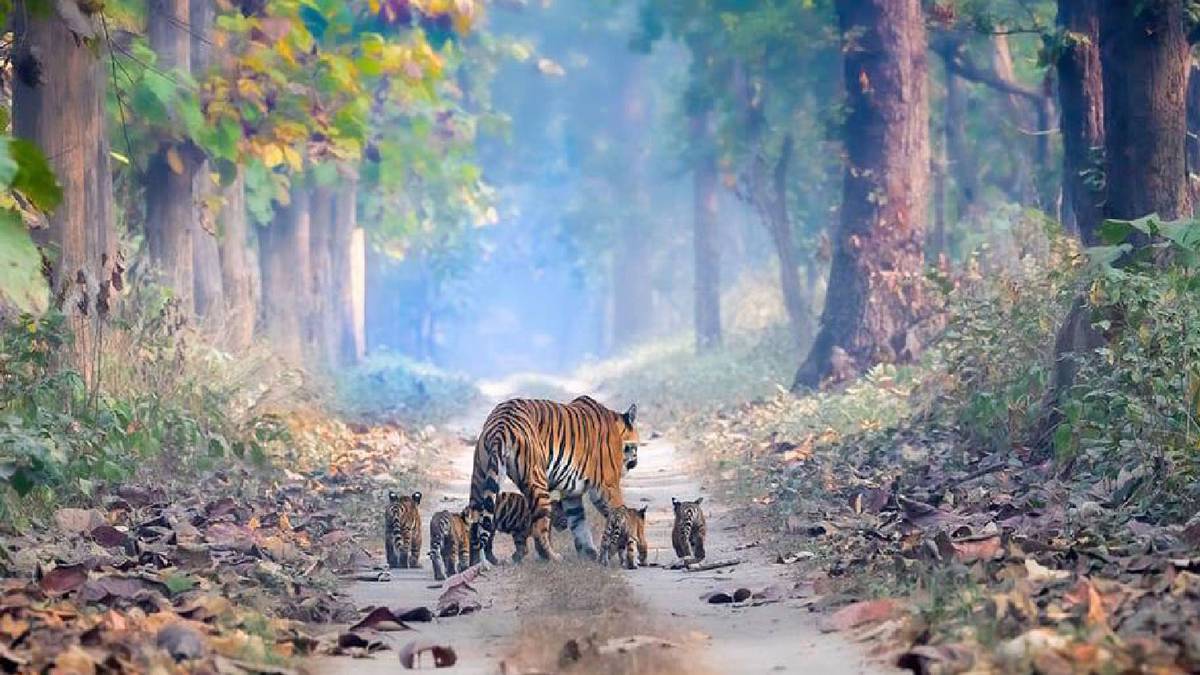 Tiger population bounding back as Indian conservation changes stripes