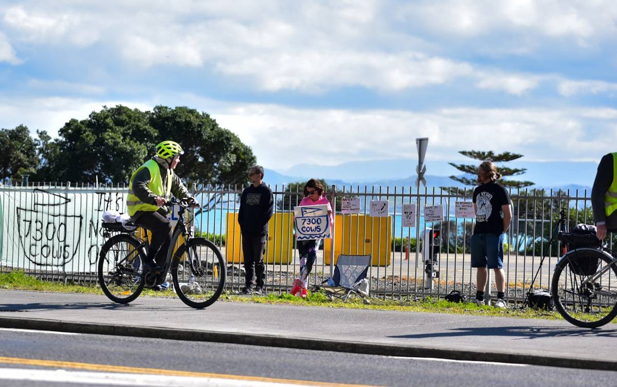 Protest against live animal exports as ship arrives in Napier