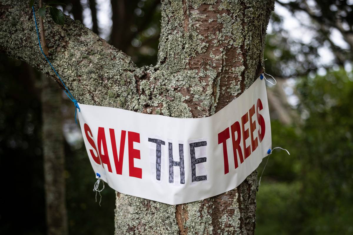 Ōwairaka/Mt Albert tree impasse: Time to move forward, agree protesters and Ngati Whatua