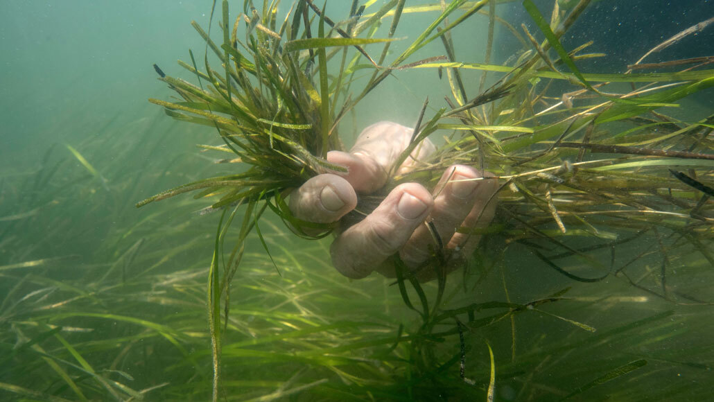 Seagrass restoration project brings back a crucial ecosystem