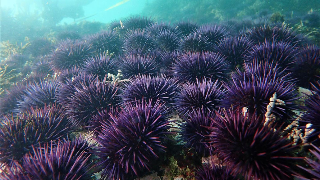 How kelp forests off California are responding to an urchin takeover