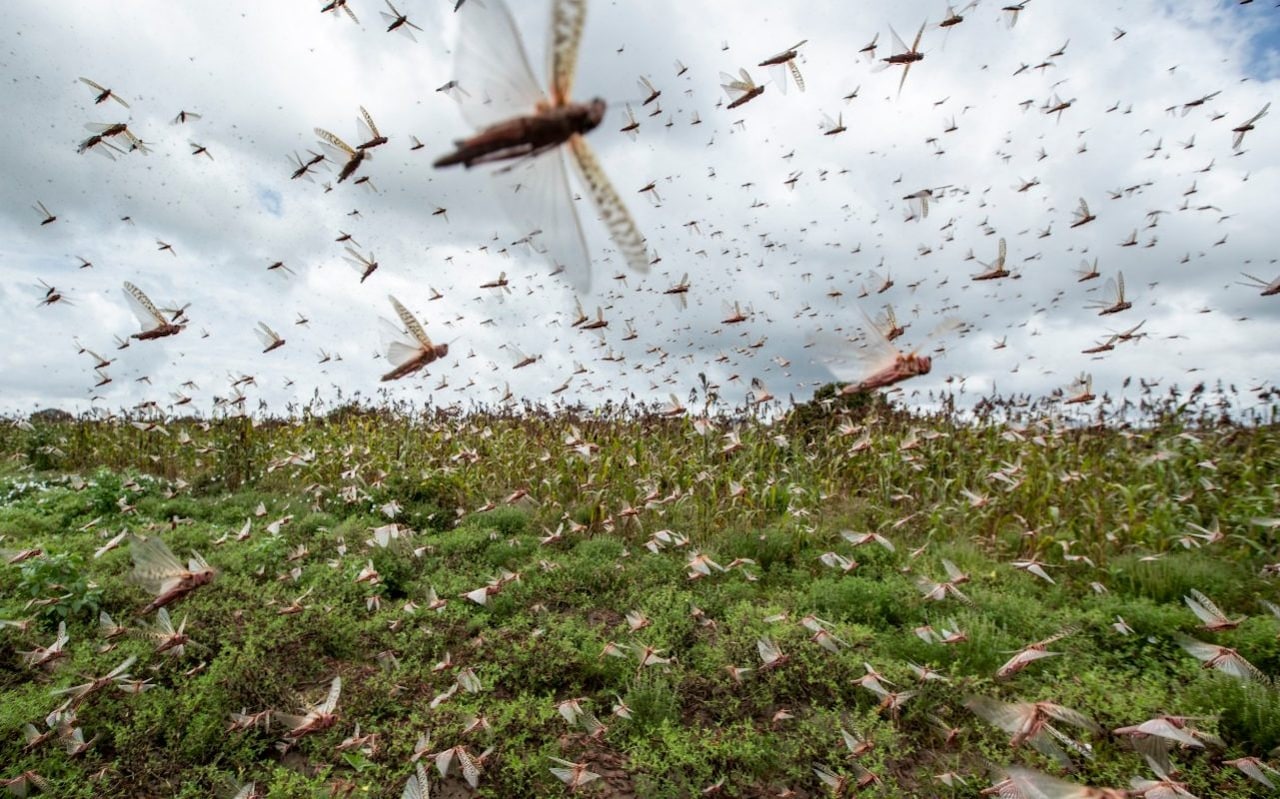 Locust swarms descend on East Africa, posing 'major food security problem'