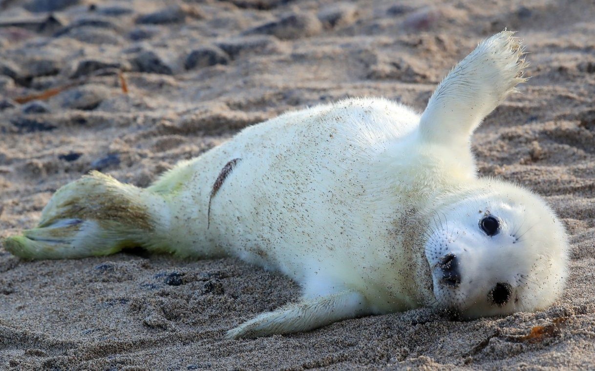 'Forever chemical' found in half of all cosmetics could kill seals and dolphins - Telegraph.co.uk