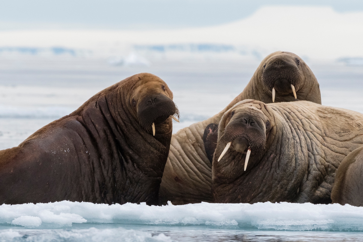 Where's walrus? Scientists seek public 'detectives' to spot giant animals from space