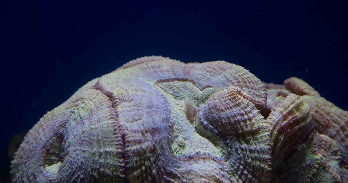 The race to rescue Florida’s diseased corals