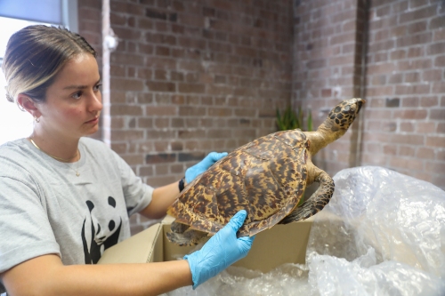 Aussies donate hundreds of tortoiseshell items to help stop illegal trade